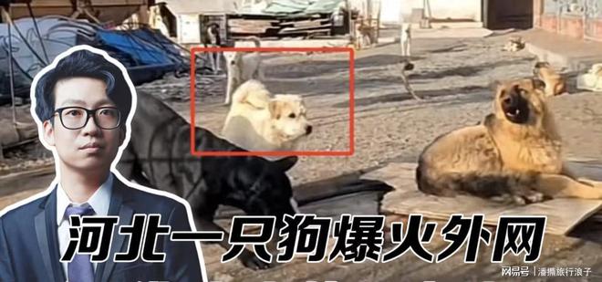 火！身价飙升至10万美元狗主人被扒冰球突破贵州下司犬“查理国王”爆(图2)