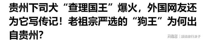 火！身价飙升至10万美元狗主人被扒冰球突破贵州下司犬“查理国王”爆(图4)
