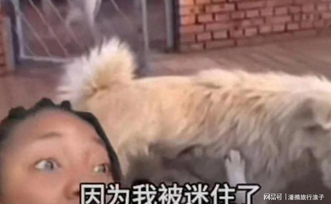 火！身价飙升至10万美元狗主人被扒冰球突破贵州下司犬“查理国
