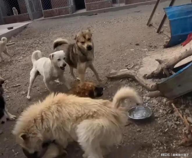 火！身价飙升至10万美元狗主人被扒冰球突破贵州下司犬“查理国王”爆(图5)