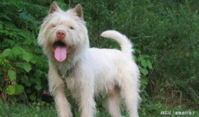 火！身价飙升至10万美元狗主人被扒冰球突破贵州下司犬“查理国王”爆(图6)