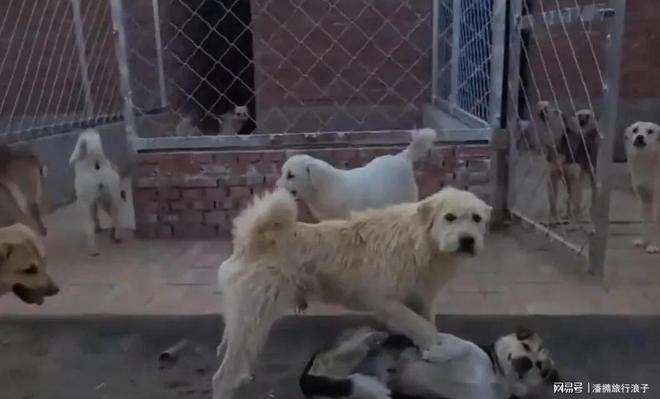 火！身价飙升至10万美元狗主人被扒冰球突破贵州下司犬“查理国王”爆(图14)