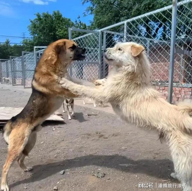 火！身价飙升至10万美元狗主人被扒冰球突破贵州下司犬“查理国王”爆(图7)