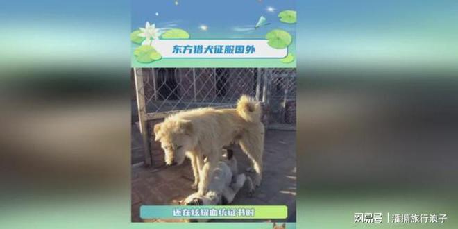 火！身价飙升至10万美元狗主人被扒冰球突破贵州下司犬“查理国王”爆(图12)