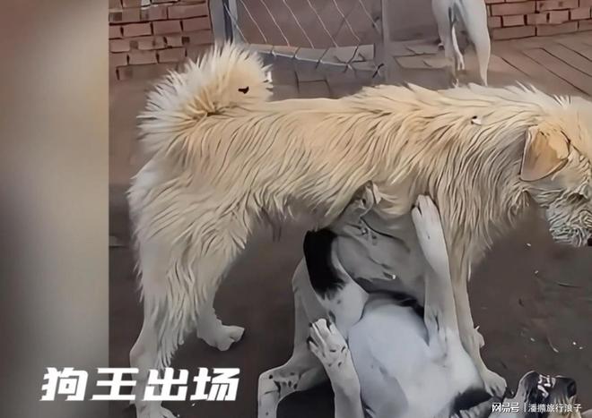 火！身价飙升至10万美元狗主人被扒冰球突破贵州下司犬“查理国王”爆(图11)