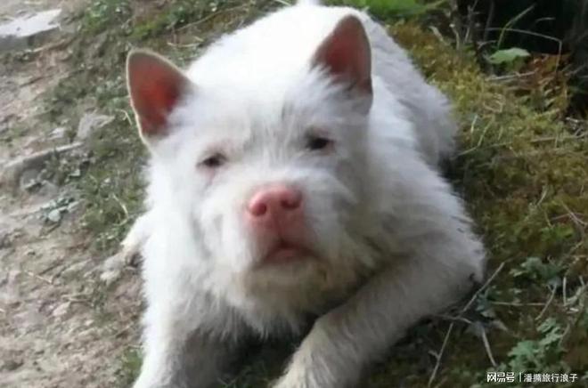 火！身价飙升至10万美元狗主人被扒冰球突破贵州下司犬“查理国王”爆(图8)
