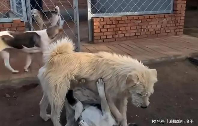 火！身价飙升至10万美元狗主人被扒冰球突破贵州下司犬“查理国王”爆(图15)