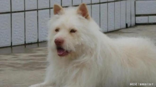 火！身价飙升至10万美元狗主人被扒冰球突破贵州下司犬“查理国王”爆(图22)