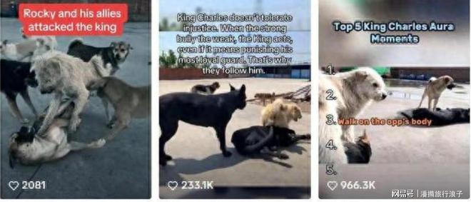 火！身价飙升至10万美元狗主人被扒冰球突破贵州下司犬“查理国王”爆(图16)
