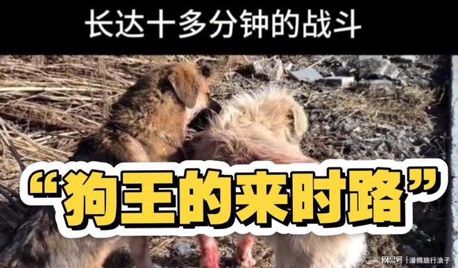 火！身价飙升至10万美元狗主人被扒冰球突破贵州下司犬“查理国王”爆(图18)