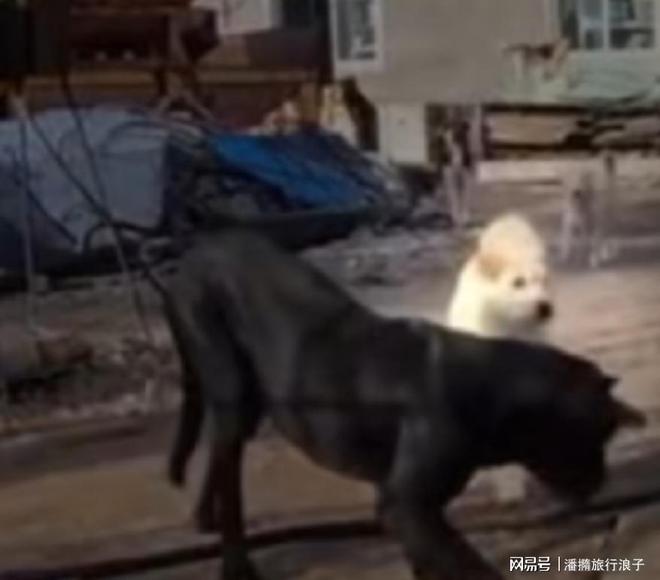 火！身价飙升至10万美元狗主人被扒冰球突破贵州下司犬“查理国王”爆(图19)