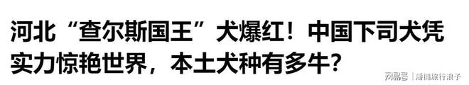 火！身价飙升至10万美元狗主人被扒冰球突破贵州下司犬“查理国王”爆(图21)
